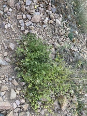 Cymopterus hallii