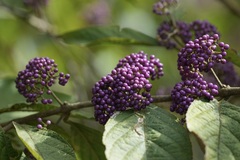 Callicarpa formosana