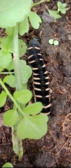 Lepidoptera