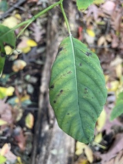 Impatiens pallida