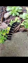 Lepidoptera