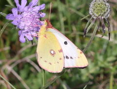 Colias croceus