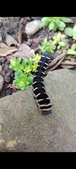Lepidoptera
