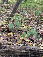Impatiens pallida