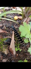 Lepidoptera