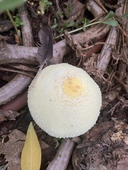 Leucocoprinus birnbaumii