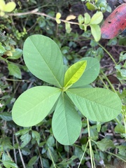 Crotalaria spectabilis