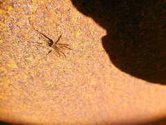 Lycosoidea