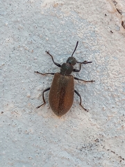 Lagria villosa