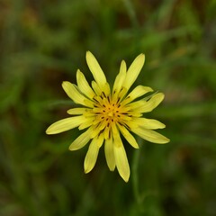Tragopogon pratensis