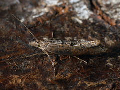Ypsolopha horridella