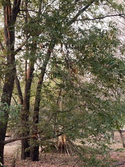 Diospyros mespiliformis