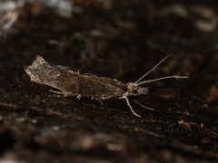 Ypsolopha horridella