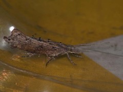 Ypsolopha horridella