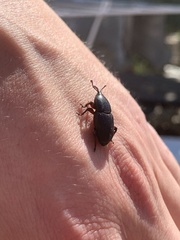 Scyphophorus