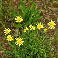 Tragopogon pratensis