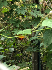 Magnoliopsida