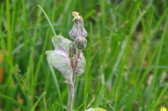 Golovinomyces sonchicola