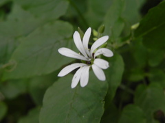 Stellaria nemorum