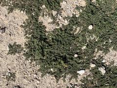 Euphorbia prostrata