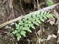 Asplenium insiticium