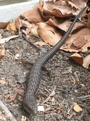 Elgaria multicarinata multicarinata