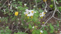 Solanum douglasii