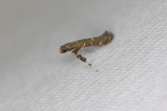 Caloptilia triadicae