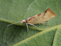 Ypsolopha lucella
