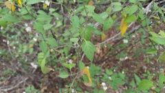 Solanum douglasii