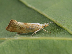 Ypsolopha lucella