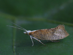Ypsolopha lucella
