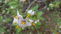 Solanum douglasii