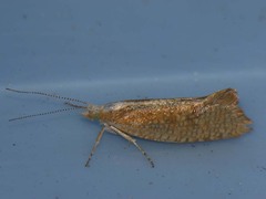Ypsolopha lucella