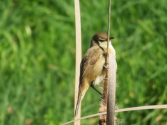 Acrocephalus australis