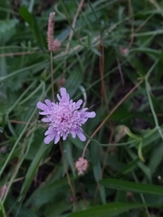 Dipsacoideae
