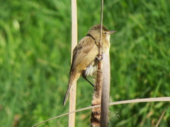 Acrocephalus australis