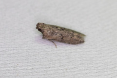 Hypatima
