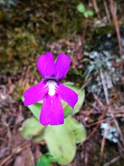 Pinguicula moranensis