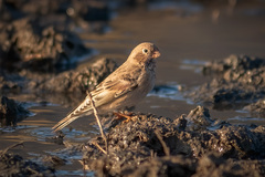 Bucanetes mongolicus