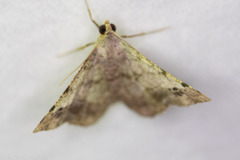 Frederickia nigricomma