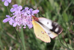 Colias croceus