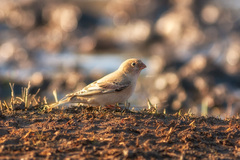 Bucanetes mongolicus