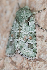 Lacinipolia laudabilis