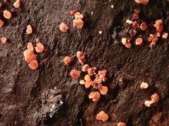 Calycina parilis