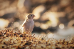 Bucanetes mongolicus