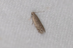 Battaristis nigratomella