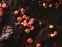 Calycina parilis