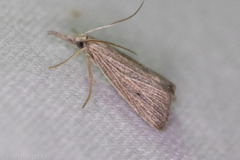 Eoreuma densellus