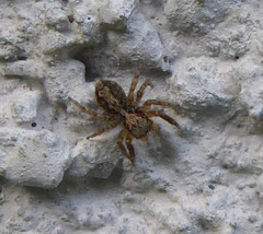 Pseudeuophrys vafra